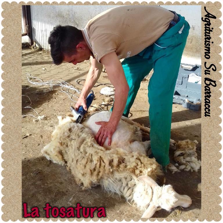 Su Barraccu Séjour à la ferme